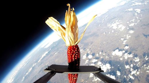 Первый овощ выращенный в космосе. Кукуруза в космосе. Первые растения в космосе. Початок кукурузы летит в космос. Космобиология.