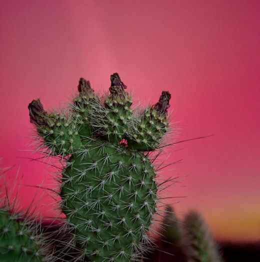 cactus_strip.jpg